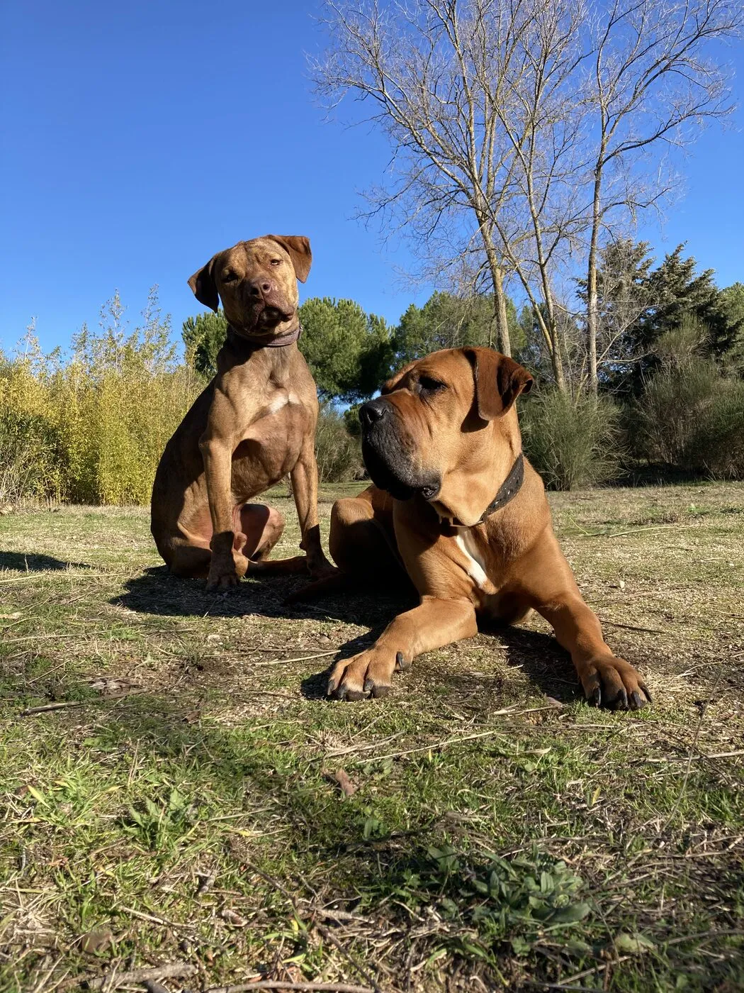 Alfa y Nena en el campo