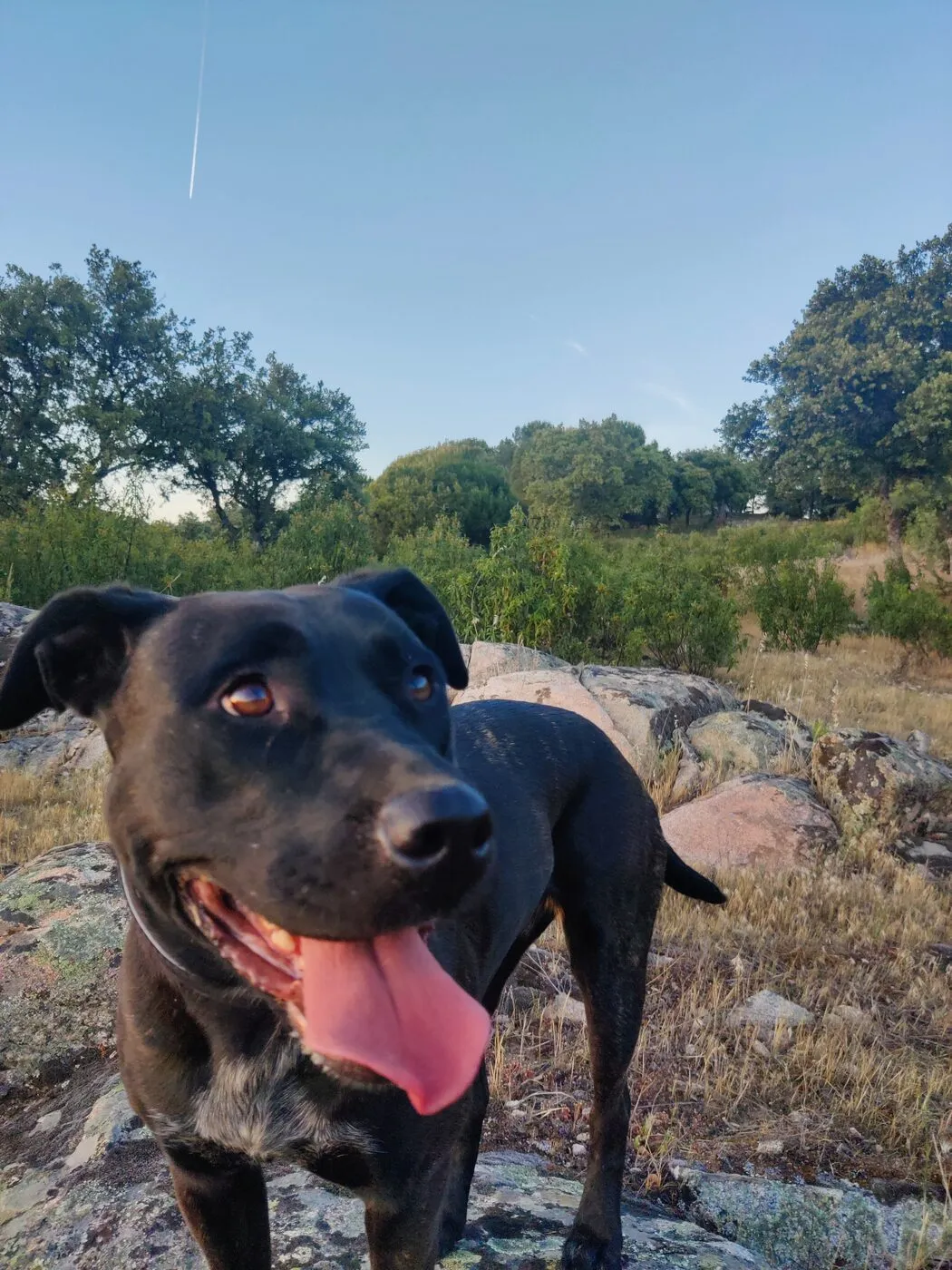 Kali