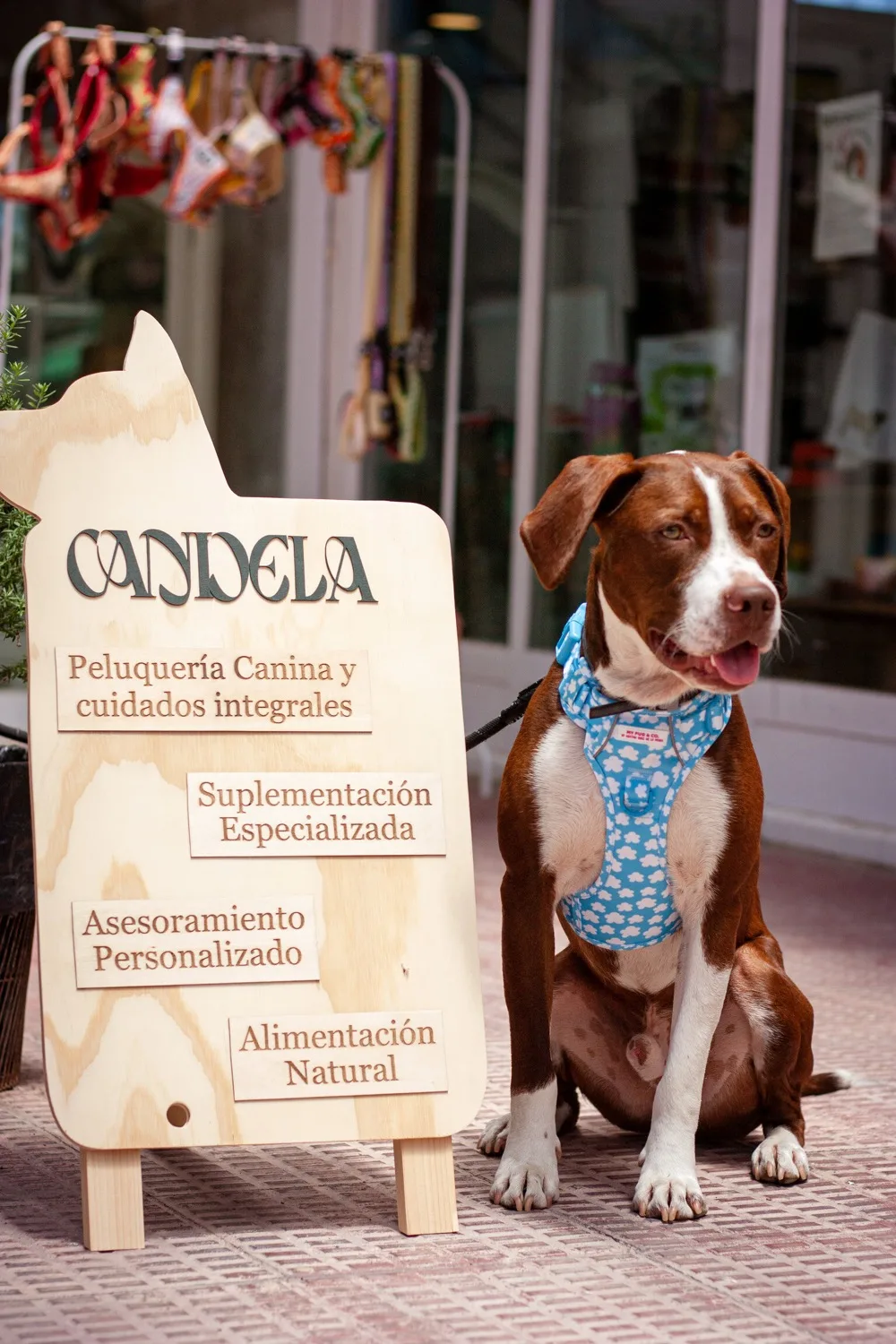 Fachada de Candela Bienestar Animal en Madrid, con un perro sentado junto al cartel de la tienda